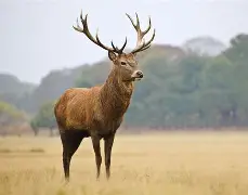 凯发体育app-雄鹿主场告捷，继续保持不败战绩(雄鹿主场告捷,继续保持不败战绩英文)